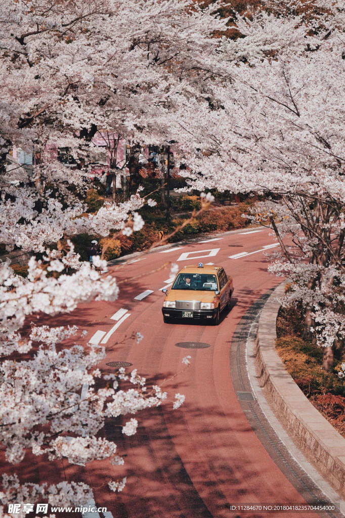 浪漫樱花公路 一路繁花