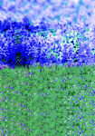 薰衣草