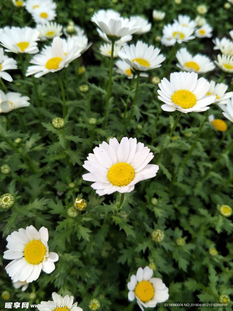 雏菊