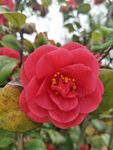 山茶花
