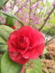 山茶花