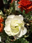 花毛茛