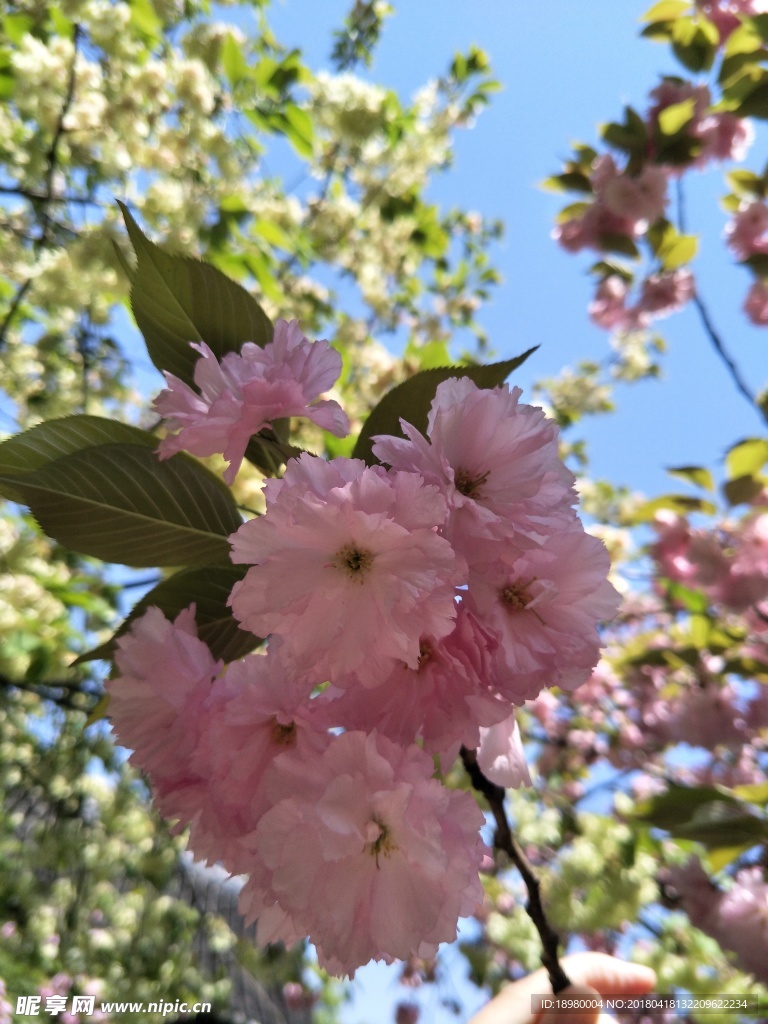 樱花