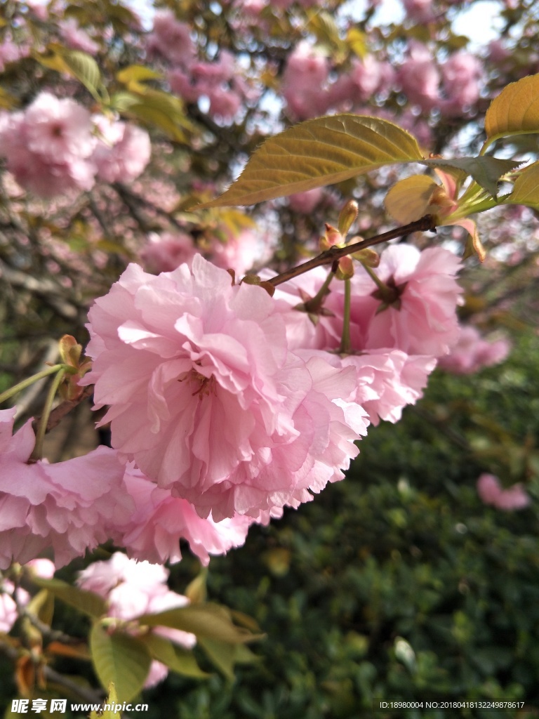 樱花