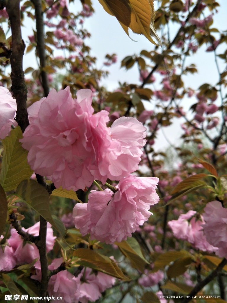 樱花