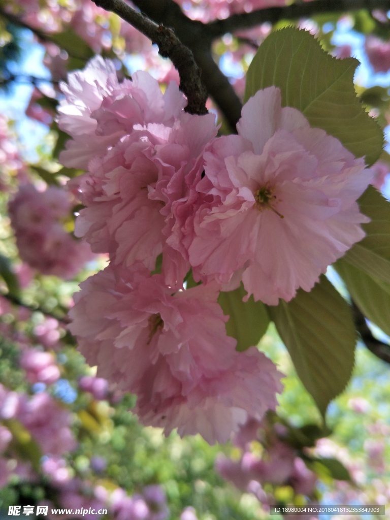 樱花