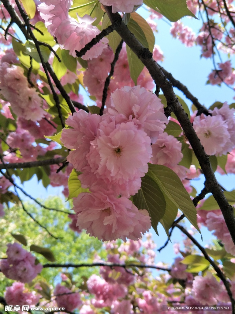 樱花