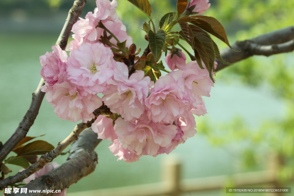 樱花
