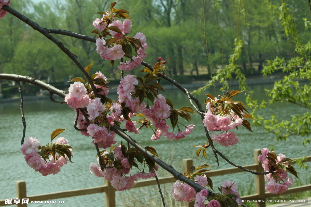 樱花