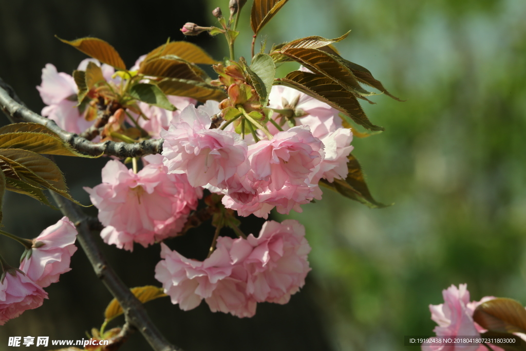 樱花
