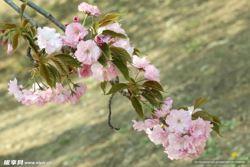 樱花