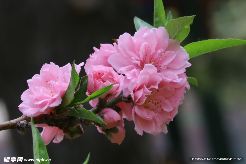 碧桃花儿