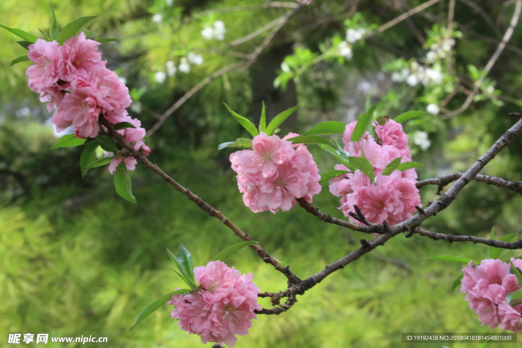 碧桃花儿