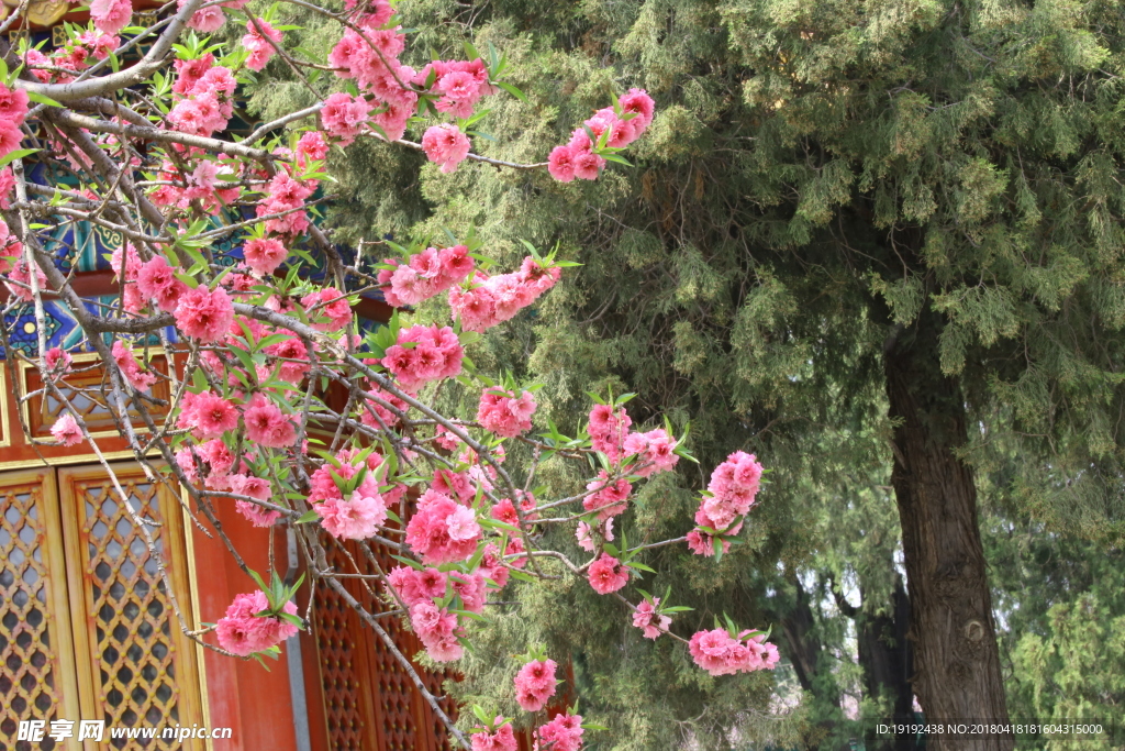 碧桃花儿