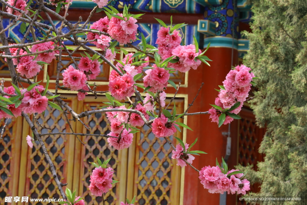 碧桃花儿