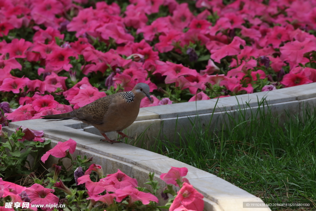 碧冬茄花坛