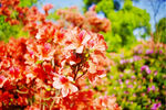 杜鹃花