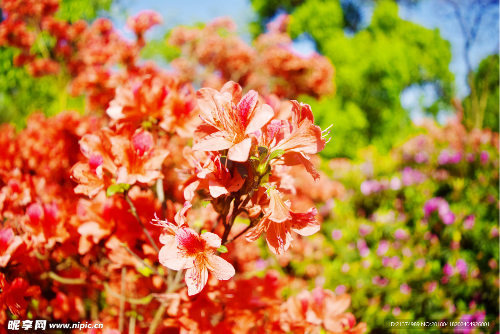 杜鹃花