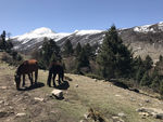 高山下的马
