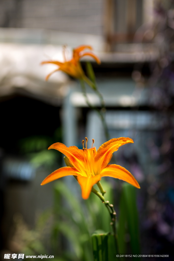 花