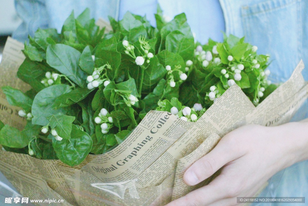 茉莉花