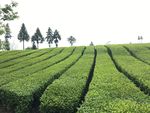 茶园风光