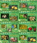 生态植物园
