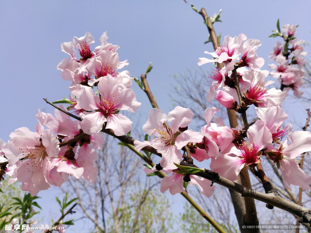 桃花