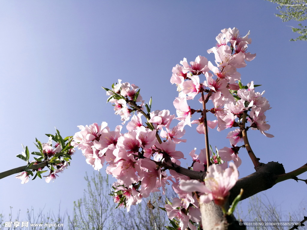 桃花