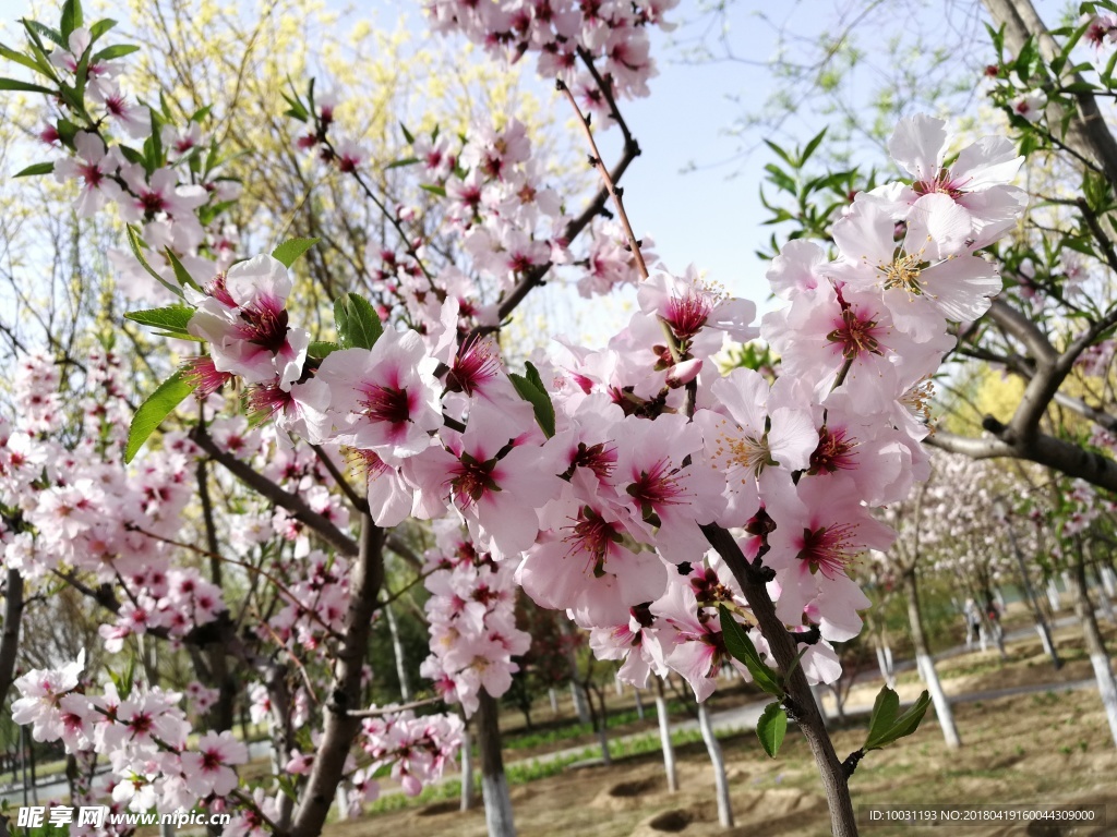 桃花