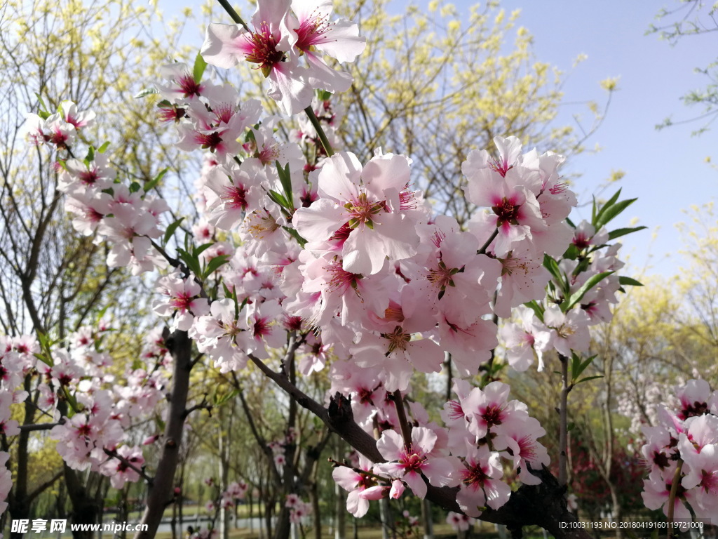 桃花