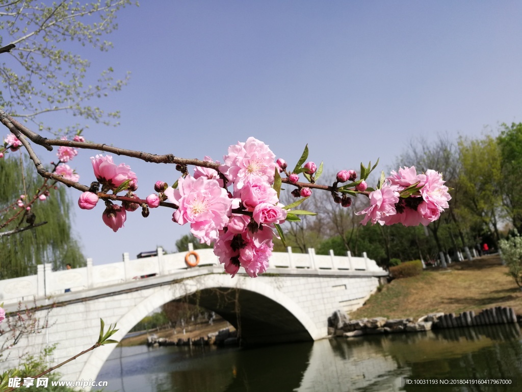小桃红