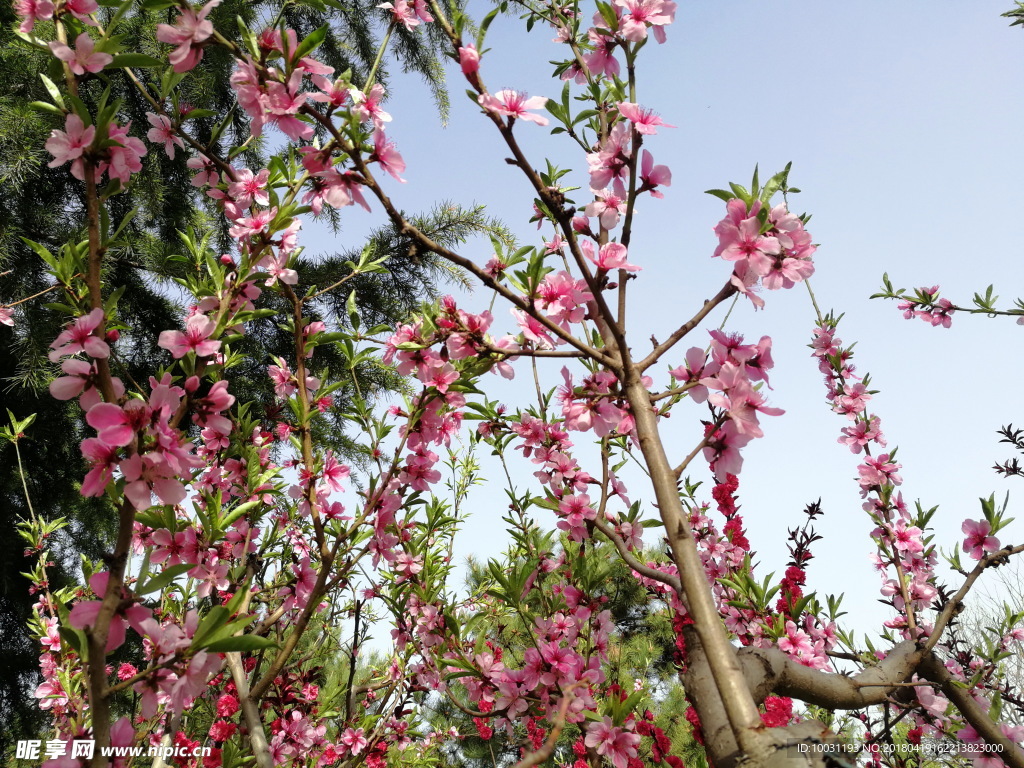 桃花