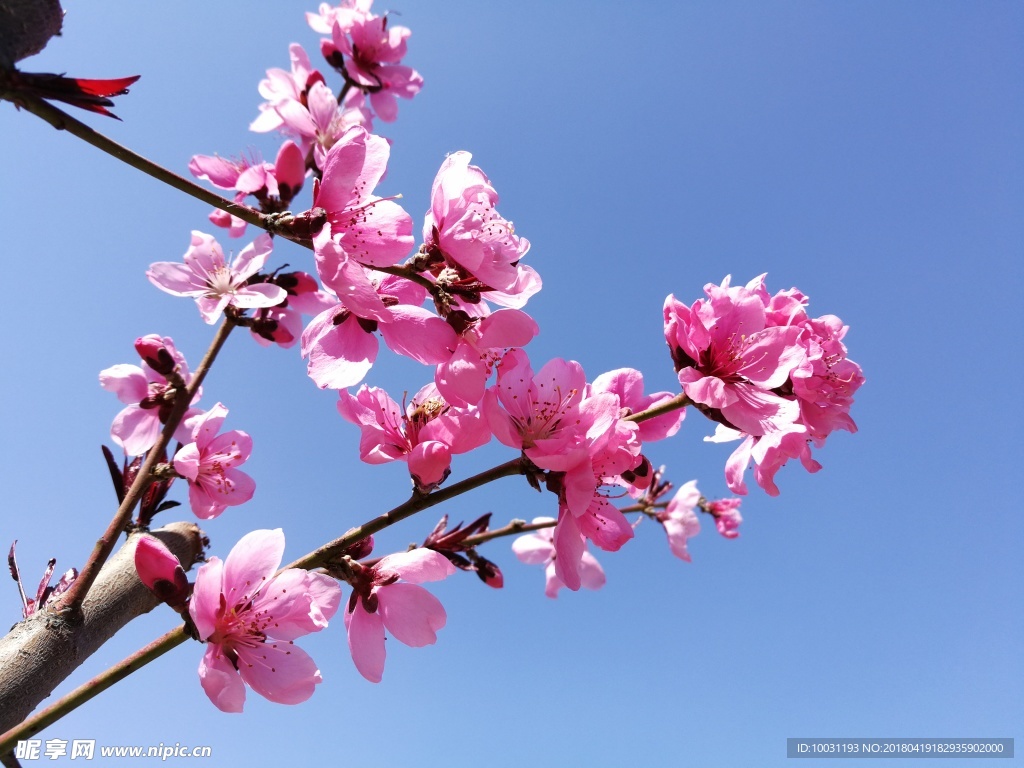桃花