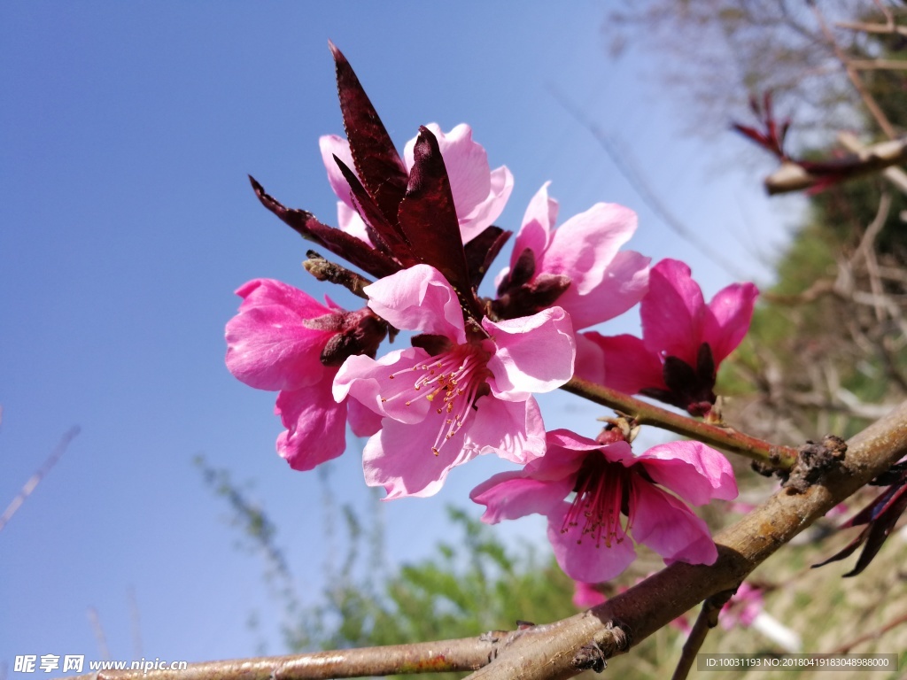 桃花