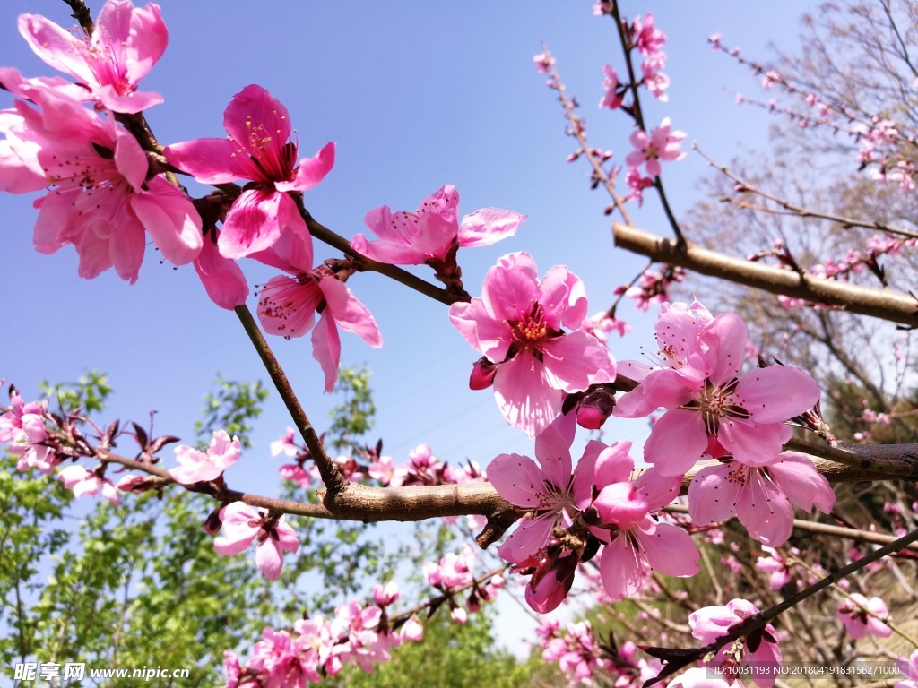 桃花
