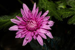 雏菊