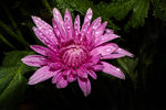 雏菊