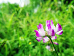 紫色的红花草