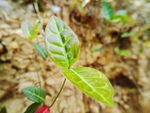 藤蔓植物叶子