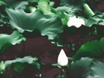 翠绿荷花池装饰
