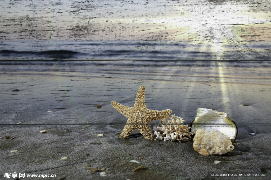 沙滩上的海星与贝壳