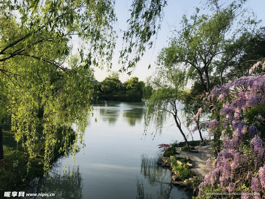 湖边春藤