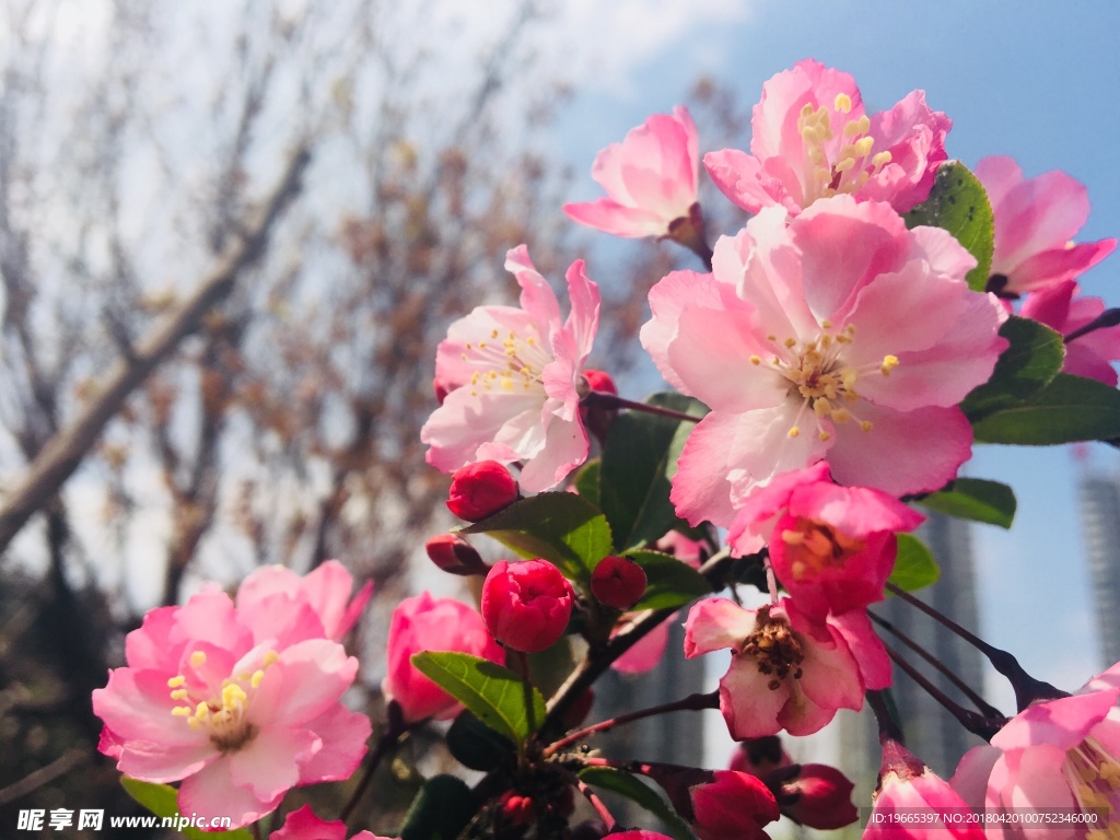樱花