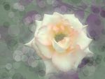 绽放的花朵