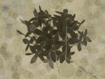 墨绿浅绿花草图案