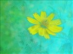 绽放花朵装饰底图