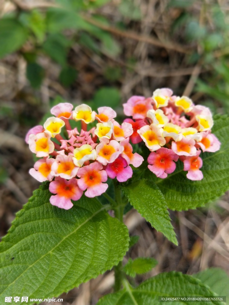 花