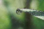 绿色植物上的露水