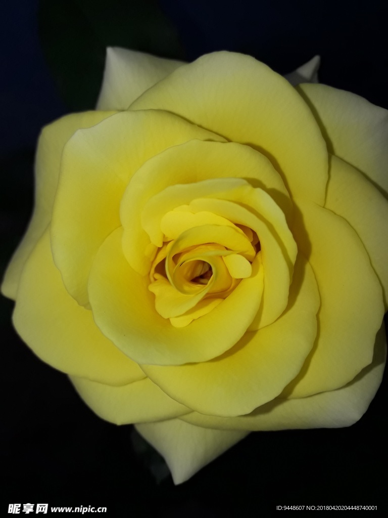 玫瑰花